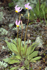 Primula tetrandra