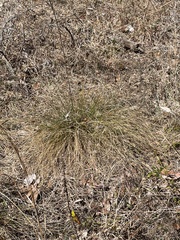 Aristida stricta