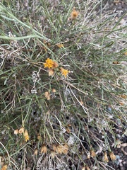 Bebbia juncea