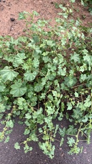 Malva parviflora