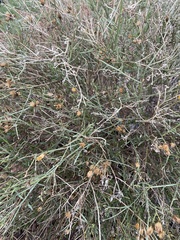 Bebbia juncea