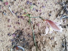 Gladiolus permeabilis permeabilis