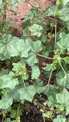 Malva parviflora