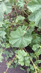 Malva parviflora