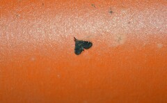 Steniodes declivalis