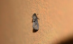 Acrolophus walsinghami