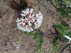 Crassula alpestris