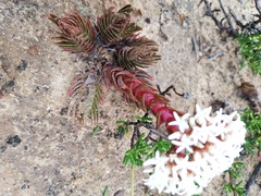 Crassula alpestris