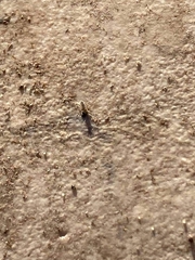Entomobrya unostrigata