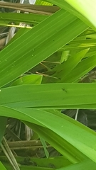 Conocephalomima
