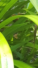 Conocephalomima