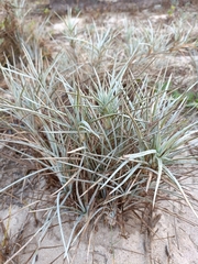 Spinifex littoreus