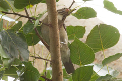 Turdus assimilis
