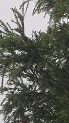 Glossopsitta concinna