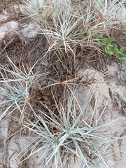 Spinifex littoreus