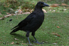 Strepera fuliginosa