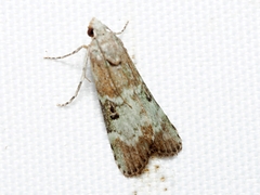 Heteromicta tripartitella