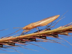Stenophyella macreta