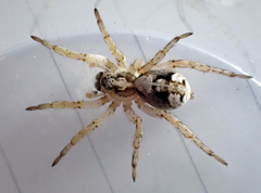 Anoteropsis insularis