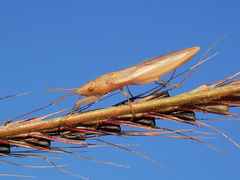 Stenophyella macreta