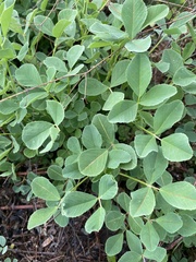 Trifolieae