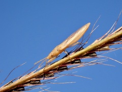 Stenophyella macreta