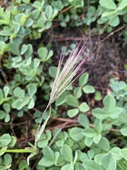 Bromus rubens