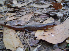 Desmognathus conanti