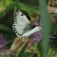 Heliopetes omrina