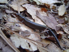Desmognathus conanti
