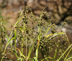 Scirpus polystachyus
