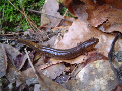 Desmognathus apalachicolae