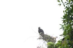 Cathartes melambrotus