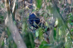 Cyanocompsa parellina