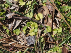 Dichondra carolinensis