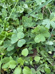 Medicago arabica