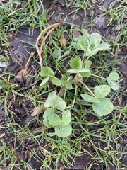 Medicago arabica