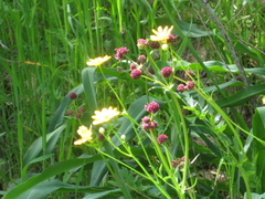 Sanicula bipinnatifida