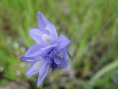 Dipterostemon capitatus