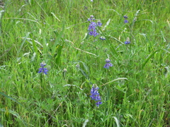Lupinus nanus