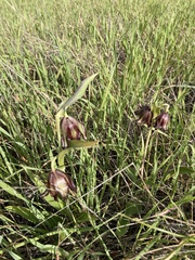 Fritillaria biflora