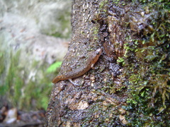 Desmognathus apalachicolae
