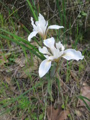Iris fernaldii