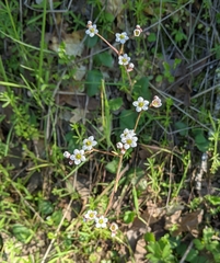 Micranthes californica