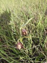 Fritillaria biflora