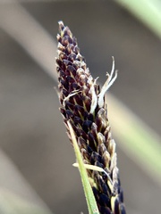 Carex nudata