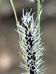 Carex nudata
