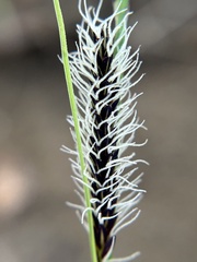 Carex nudata