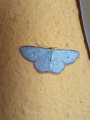 Idaea costiguttata
