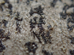 Arthonia radiata